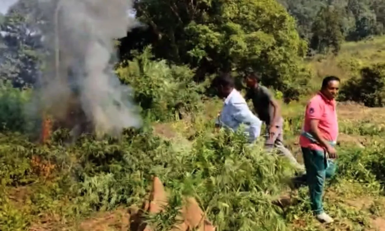Police destroy large tracts of illegal ganja plantations in Kandhamal