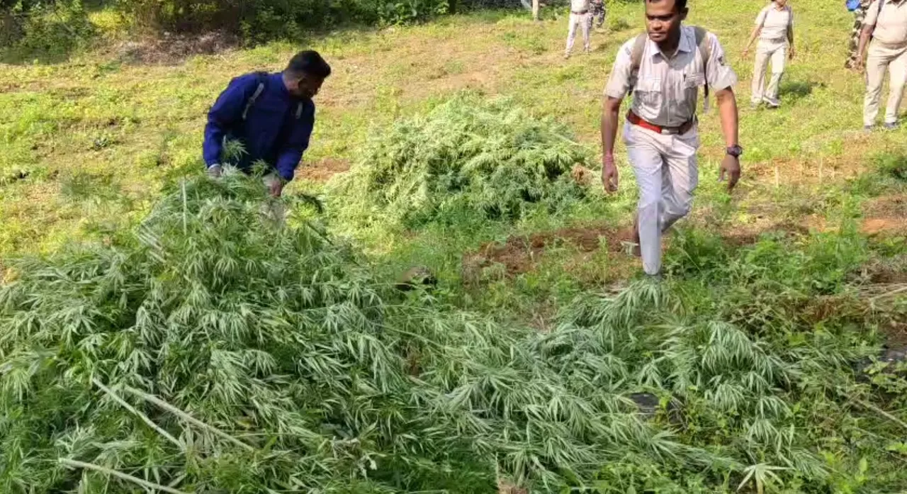 Ganja cultivation racket spreads in Sambalpur; Jharkhand settlers under scanner as agencies destroy 40,000 plants