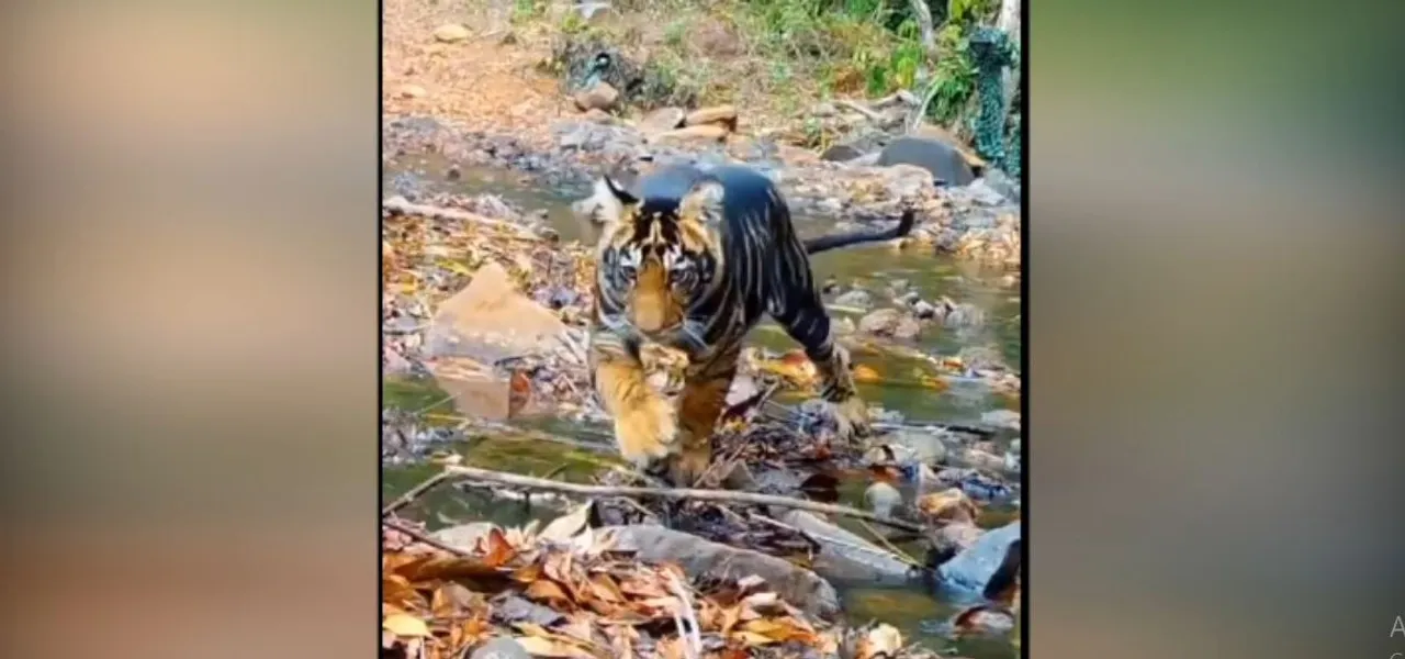 Kalia, the ‘Black Beauty’ of Similipal Tiger Reserve, captivates wildlife enthusiasts; watch