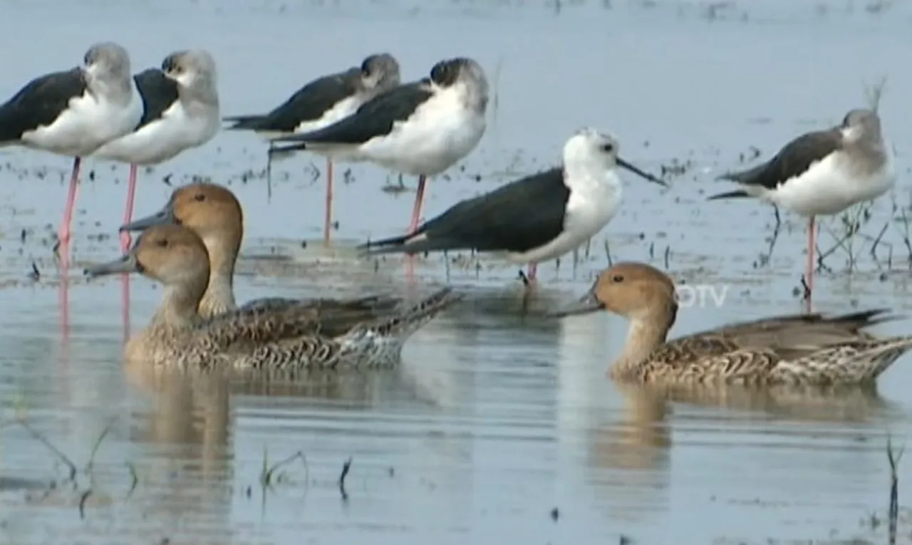 Odisha’s Chilika Lake turns into migratory bird paradise as winter sets in, tourist footfall surges