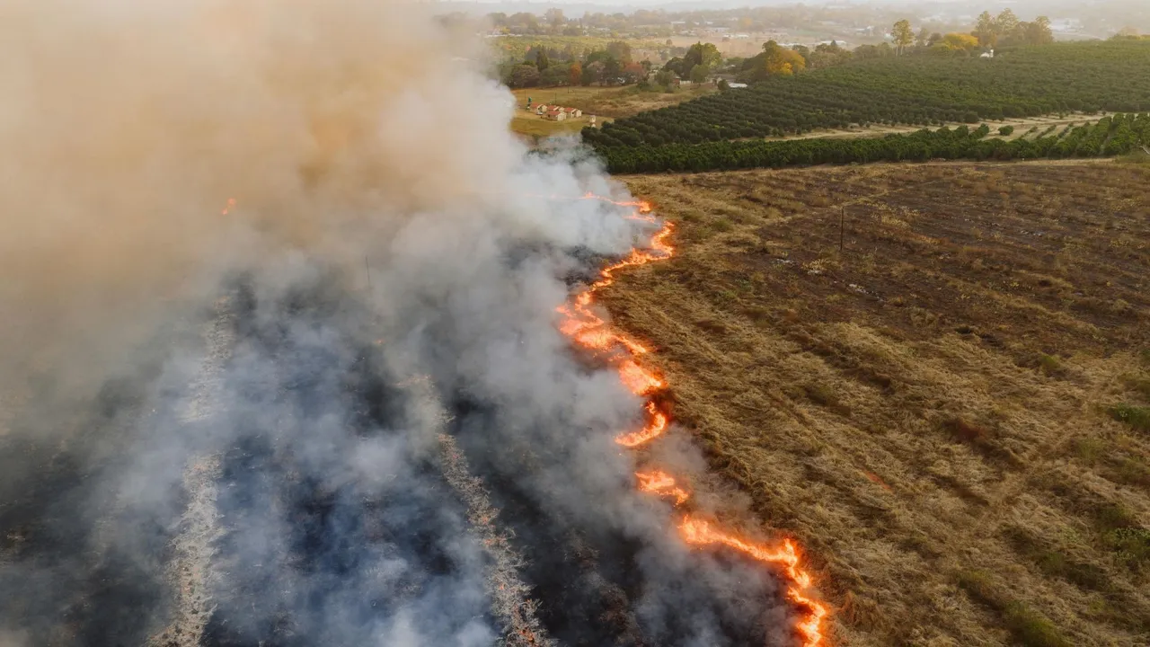 Green cover shrinks in Odisha: Over 4,609 hectares of forest lost to wildfires in 17 months