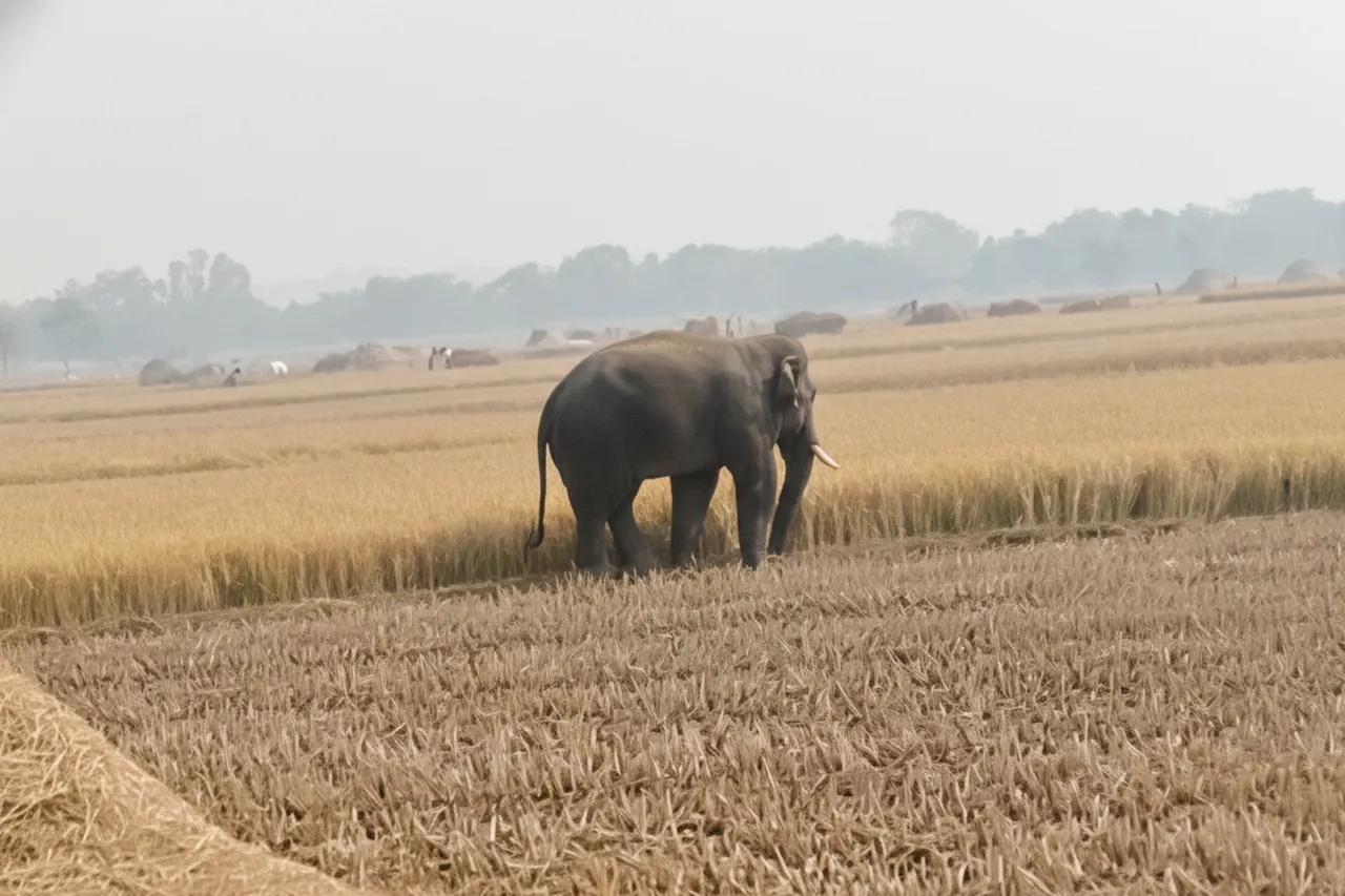 Elephant movement triggers fear among farmers in Mayurbhanj during harvest season