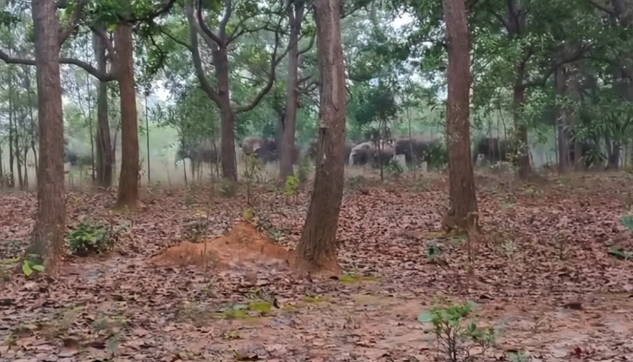 Multiple elephant herds enter Keonjhar’s Champua, villagers on high alert