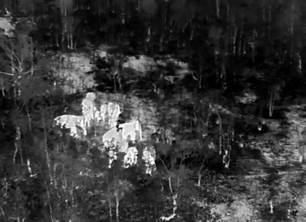 AI Cameras Detect Elephants