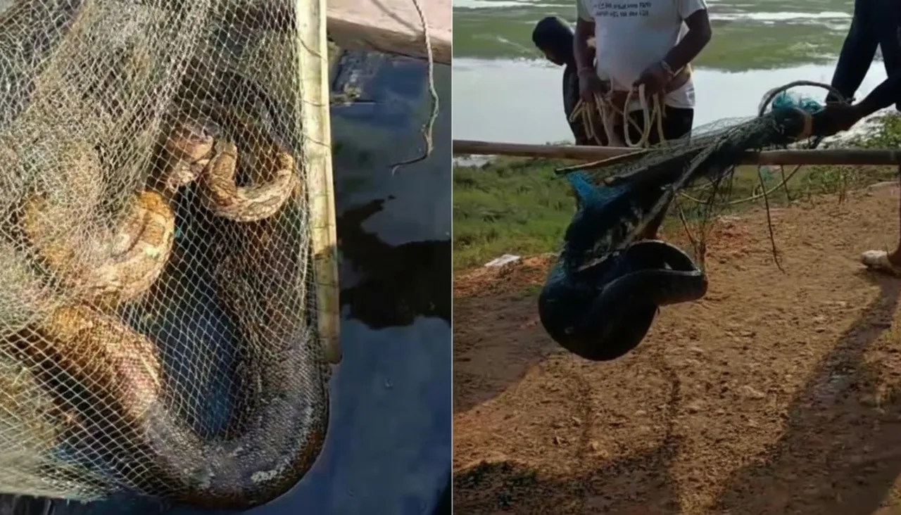 12-foot python rescued after getting trapped in fishing net in Chilika