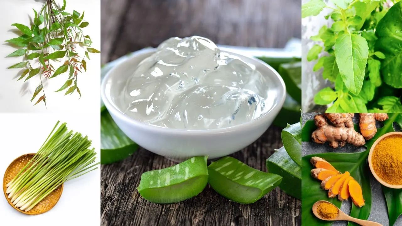 5 powerful backyard ingredients