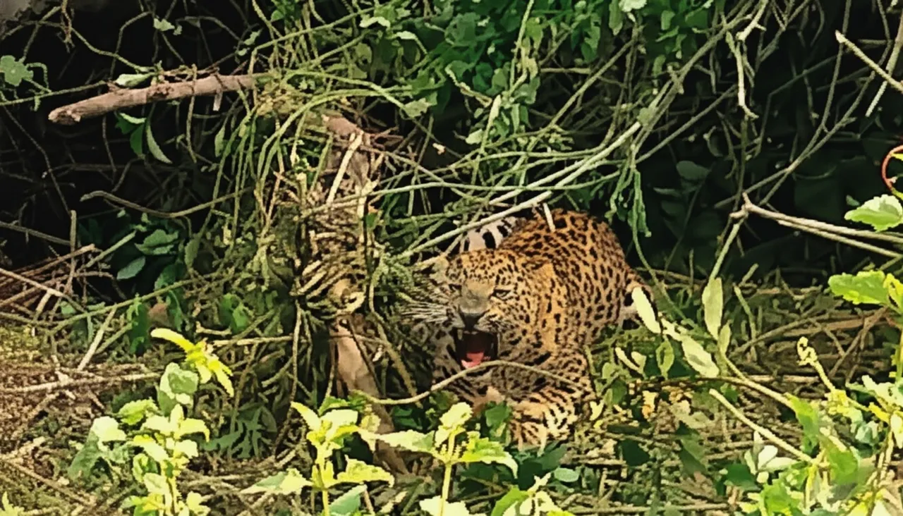 Leopard trapped in poacher’s snare in Angul forest, rescue efforts underway