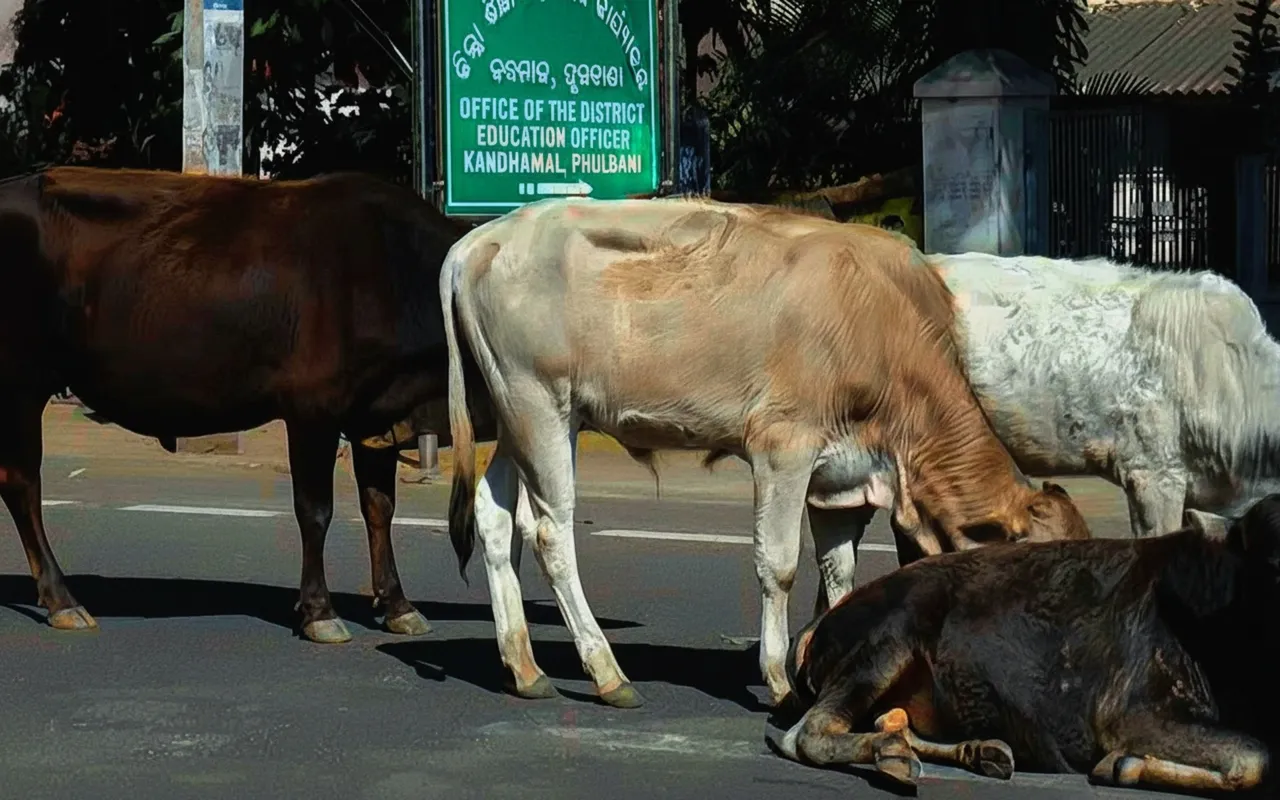 Odisha Higher Education Dept orders fencing, gates and waste-control in colleges to stop stray dog and cattle entry