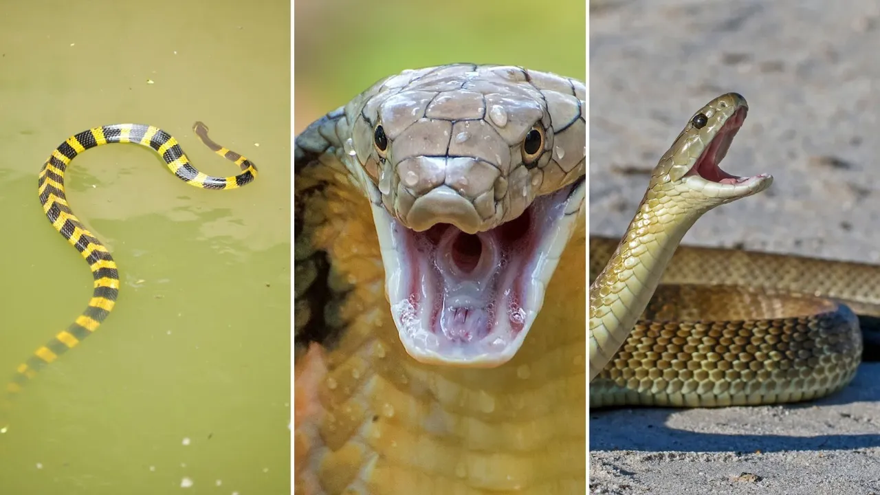 Identifying venomous and non-venomous snakes