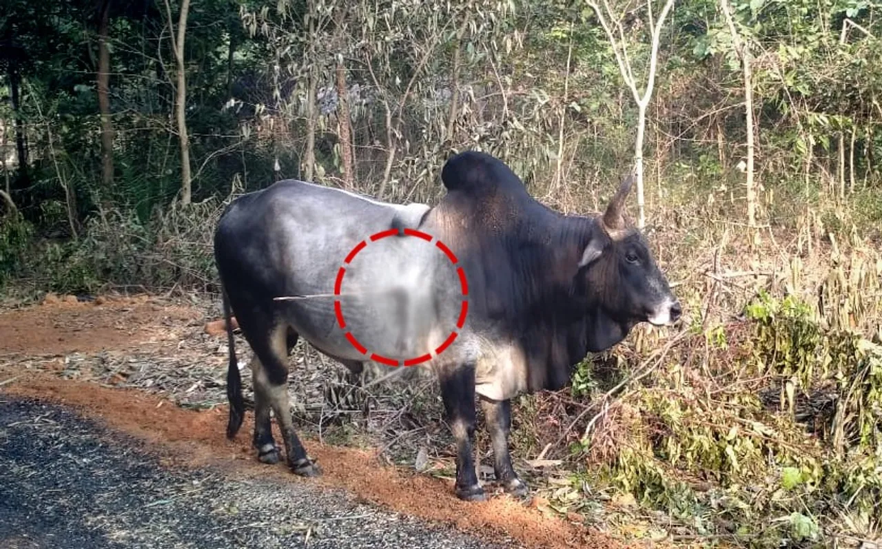 Shocking animal cruelty! Odisha man attacks bull with arrow