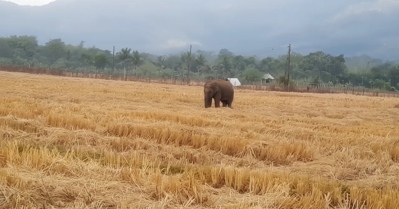 Injured Tusker from Jharkhand triggers panic in Odisha