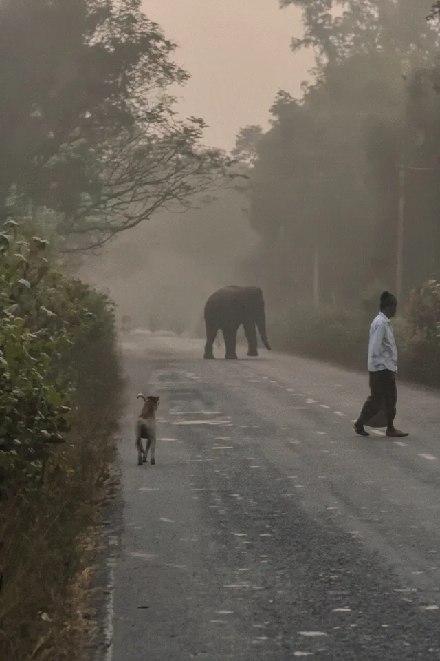 Elephant in Balasore