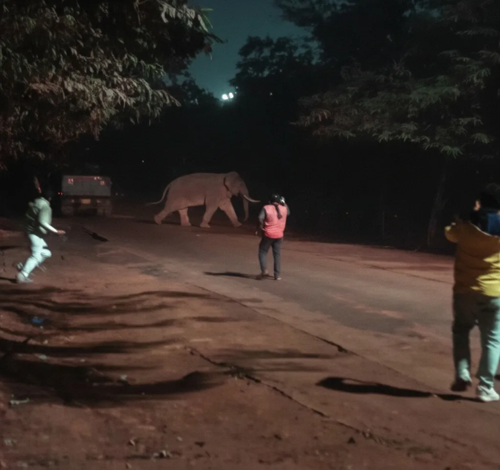 Reckless crowd chases elephant on Sundargarh road