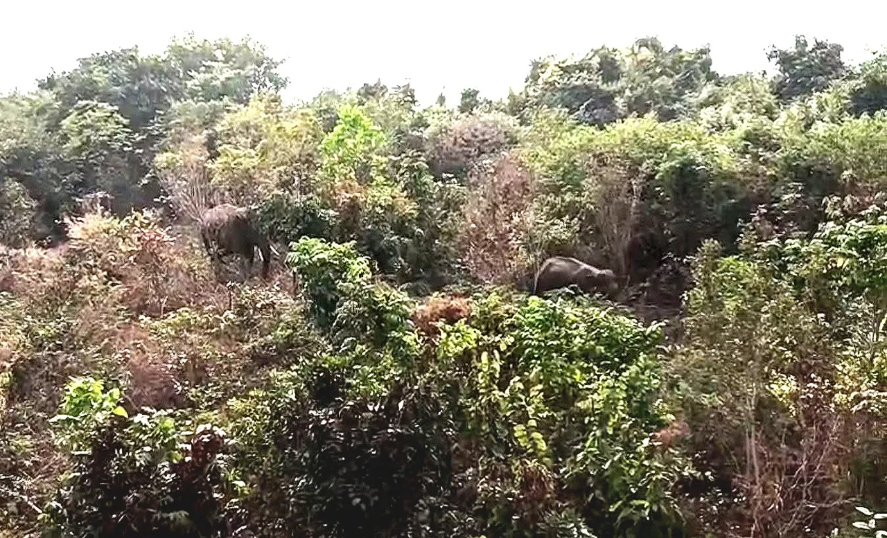Caution! 4 wild elephants spotted in Bhubaneswar’s Sikharchandi forest