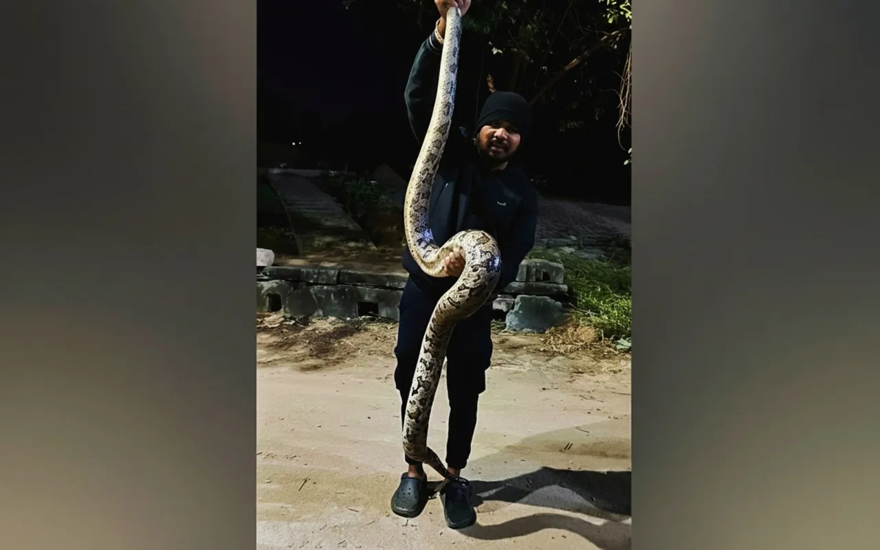 Massive 10-foot python rescued in Sambalpur