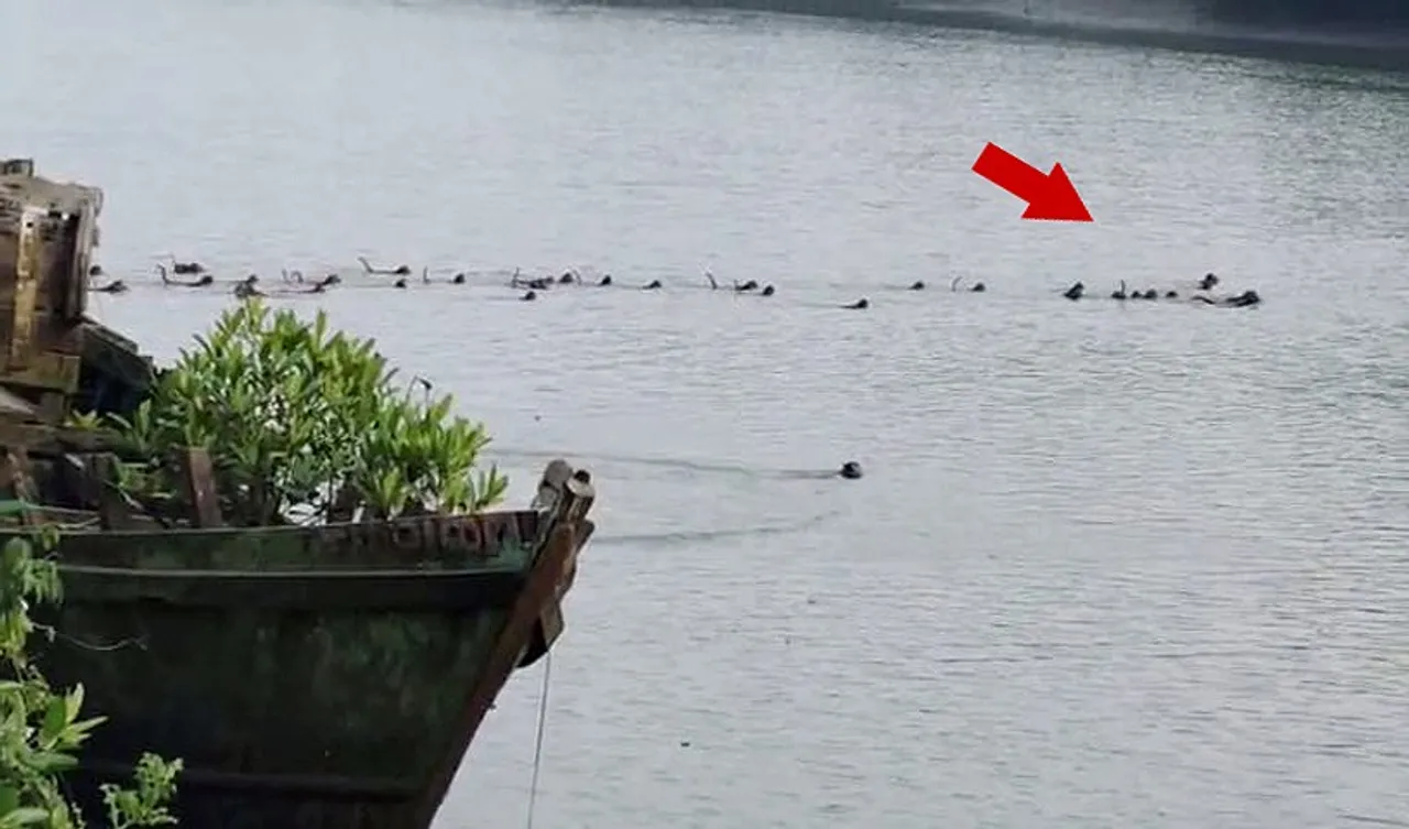 Monkey troop risks lives to save companion from crocodile attack in Odisha