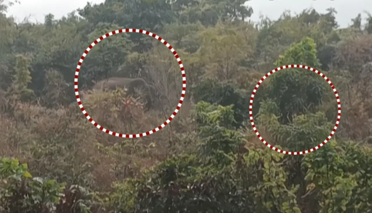 Elephants movement disrupts Sunday picnic at Bhubaneswar’s Shikharchandi hill