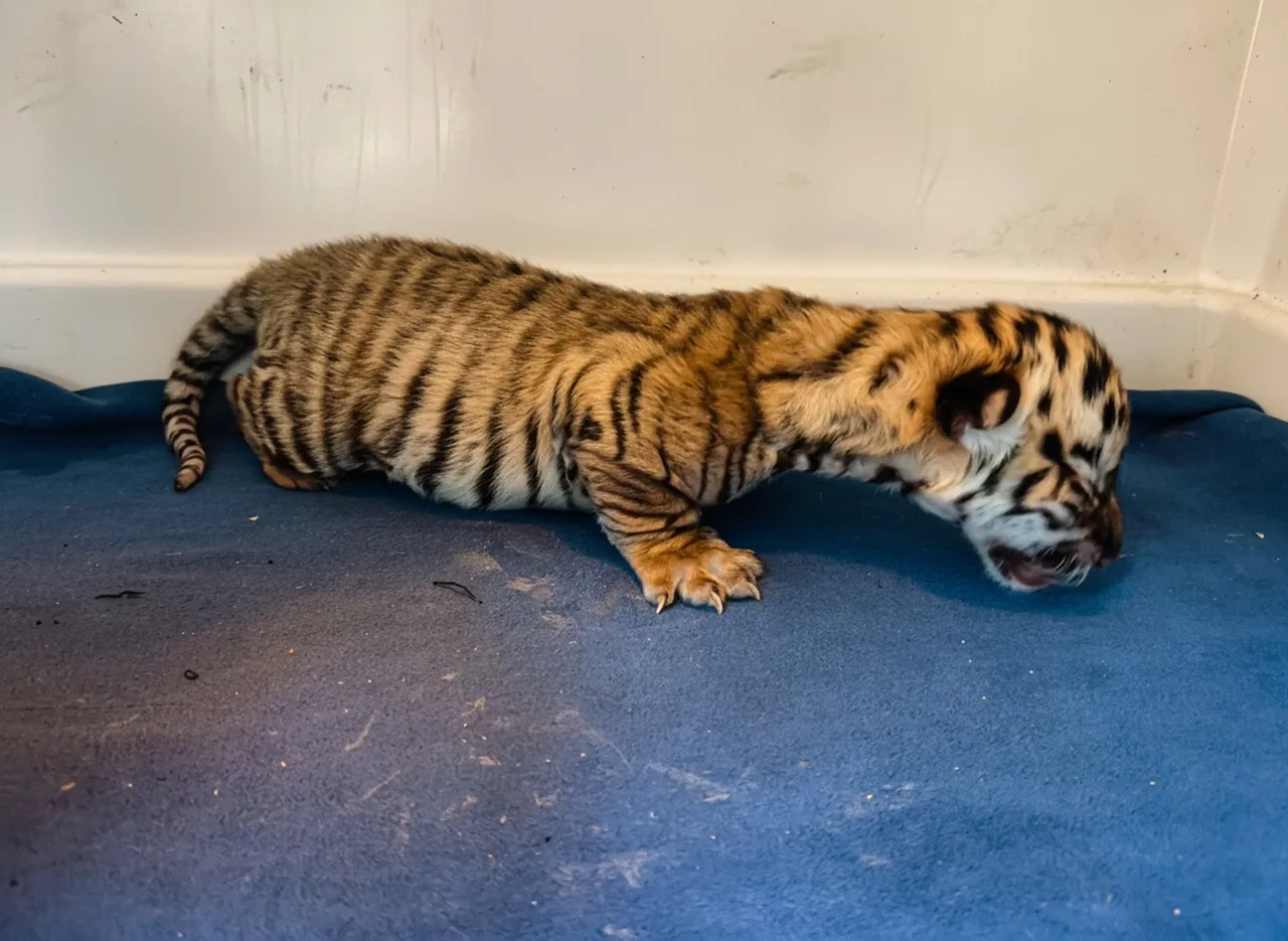 Tigress Jayashree gives birth to 3 cubs at Nandankanan Zoological Park in Bhubaneswar, one survives