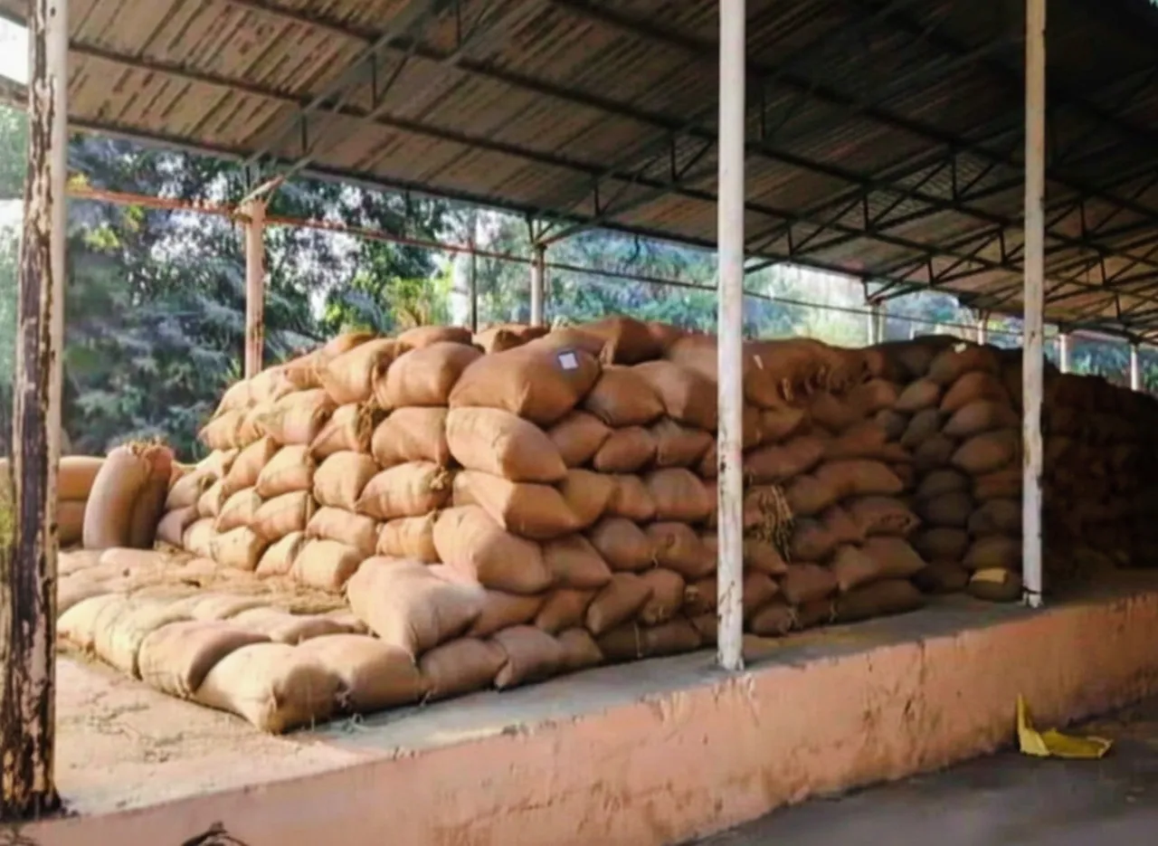 Pushpuni celebrations affected as paddy procurement problems trouble Bolangir farmers