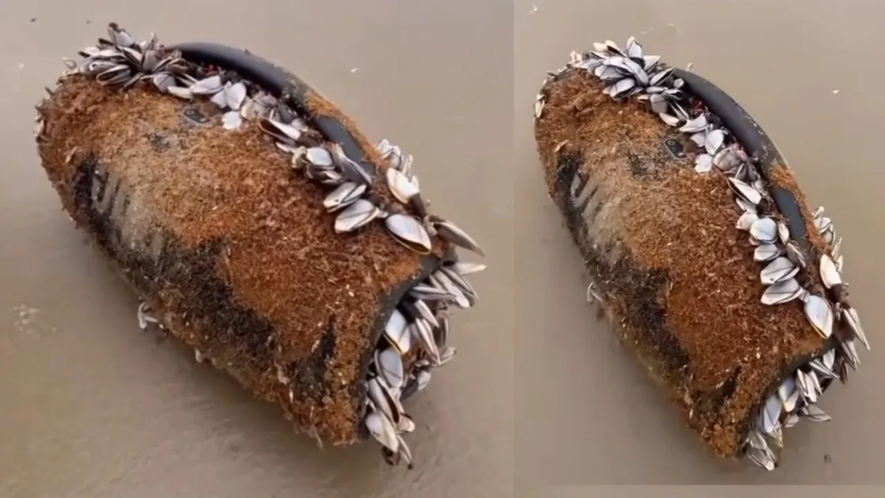 Bluetooth speaker ‘survives’ the sea: Washed ashore after 3 months, still plays music; watch