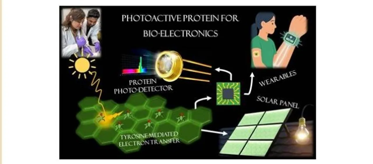 Natural protein shows semiconductor potential, opening new path for green electronics