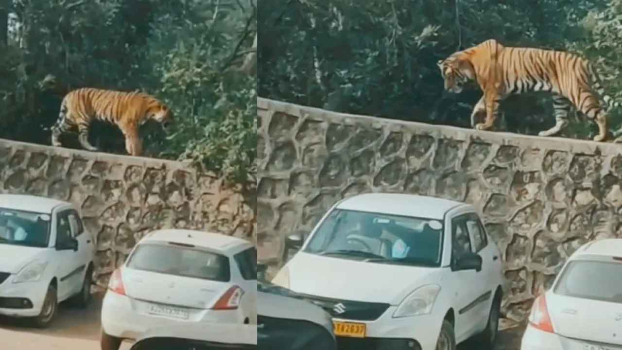 Tiger cub’s surprise stroll near Ranthambore Fort leaves tourists stunned, internet divided; watch