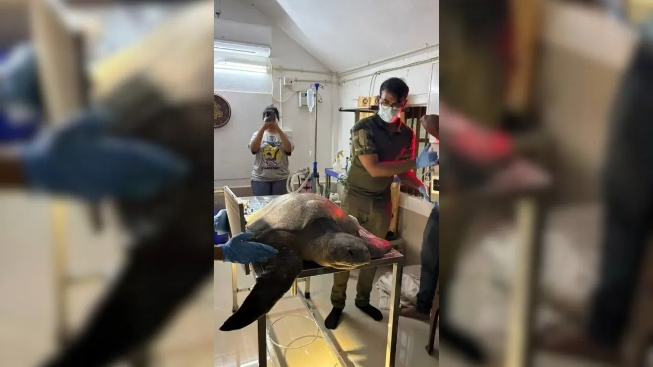 Olive Ridley sea turtle rescued and released after successful surgery in Chennai