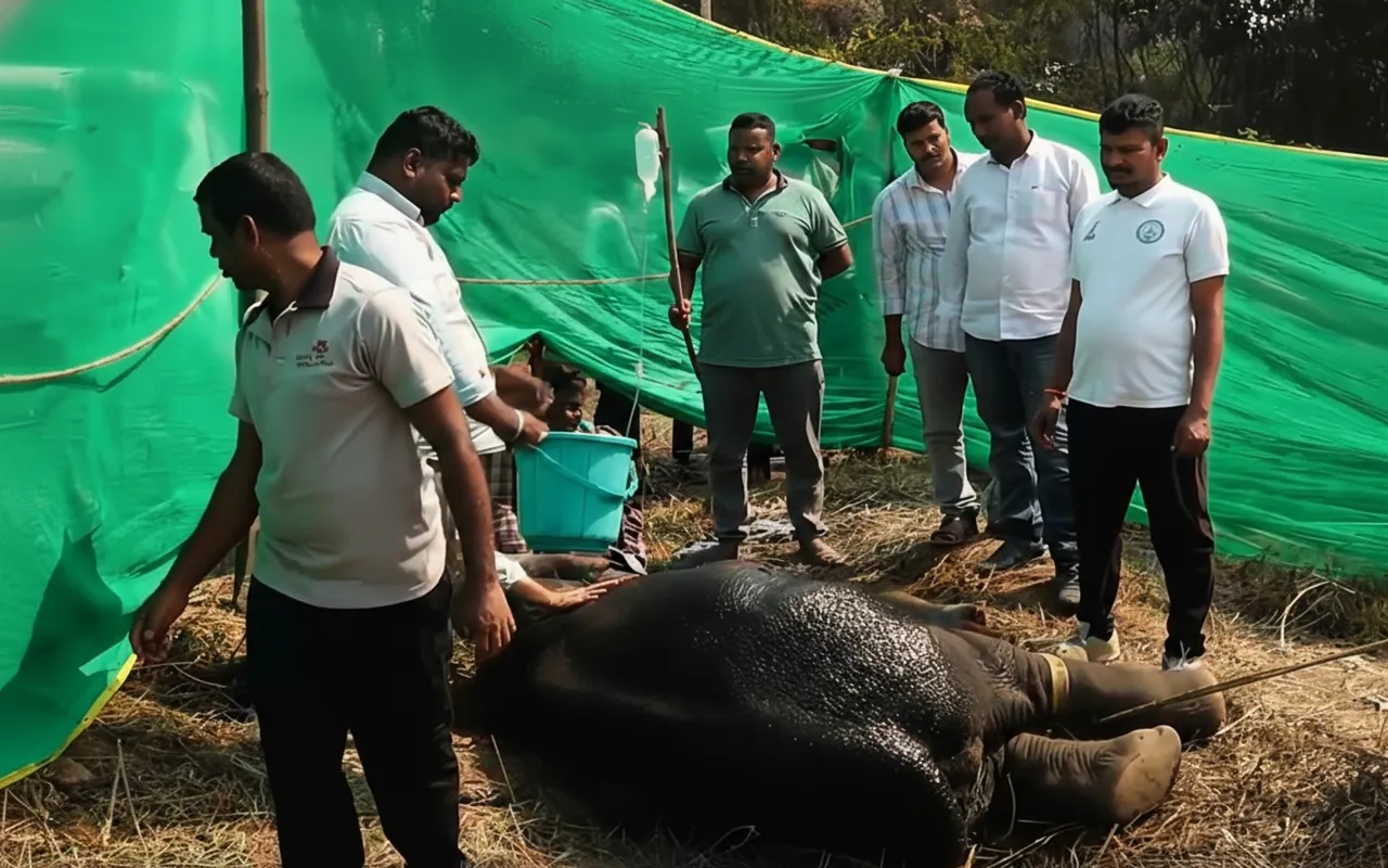 Elephant dies during treatment after consuming explosive in Odisha