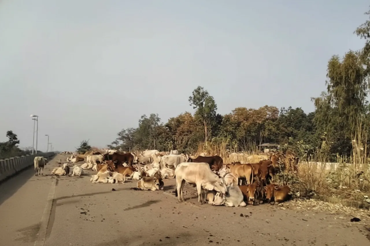 Major cattle smuggling racket busted in Odisha, over 200 cattle recovered
