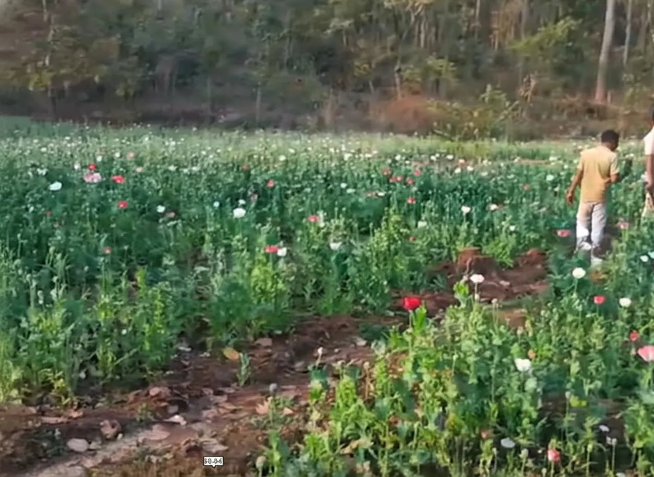 Illegal opium cultivation inside Similipal National Park busted; crops worth Rs 1.7 crore destroyed