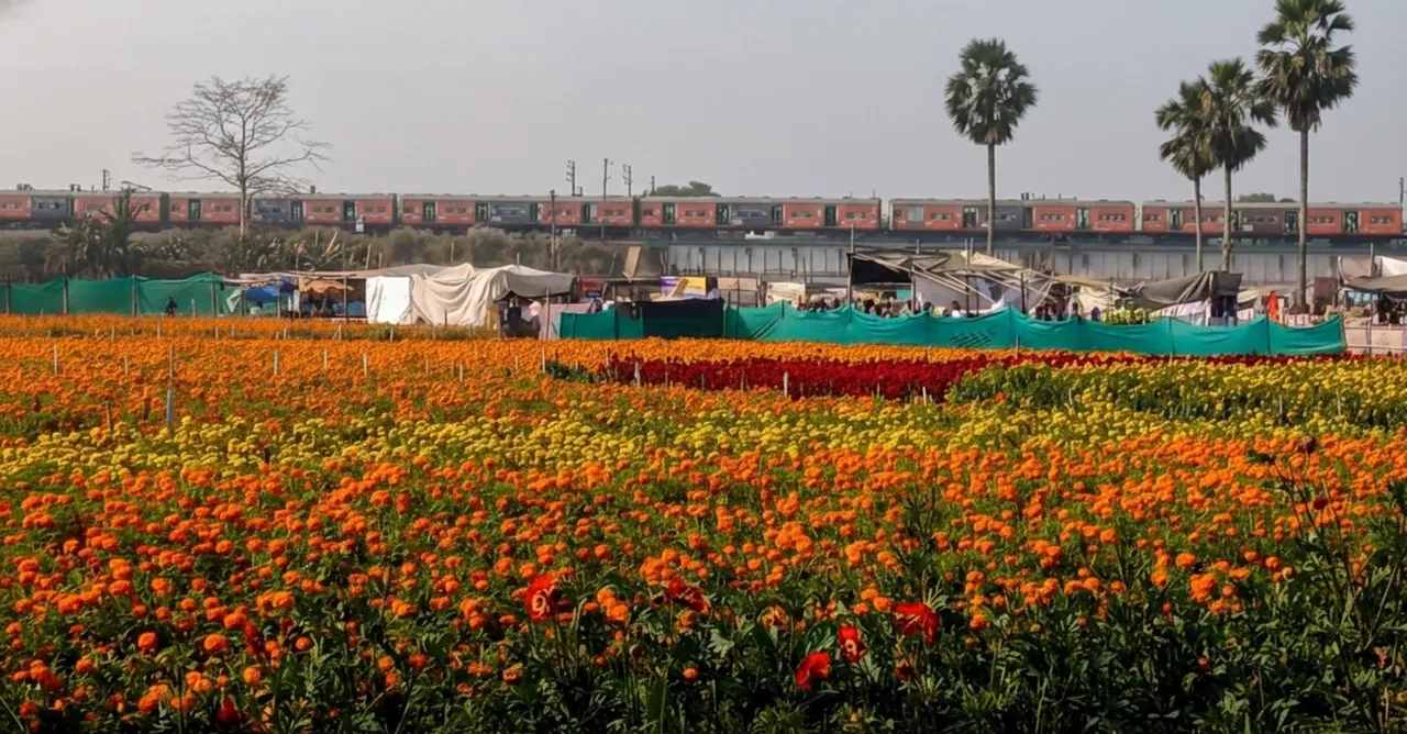 Panskura blooms like Kashmir’s tulip garden