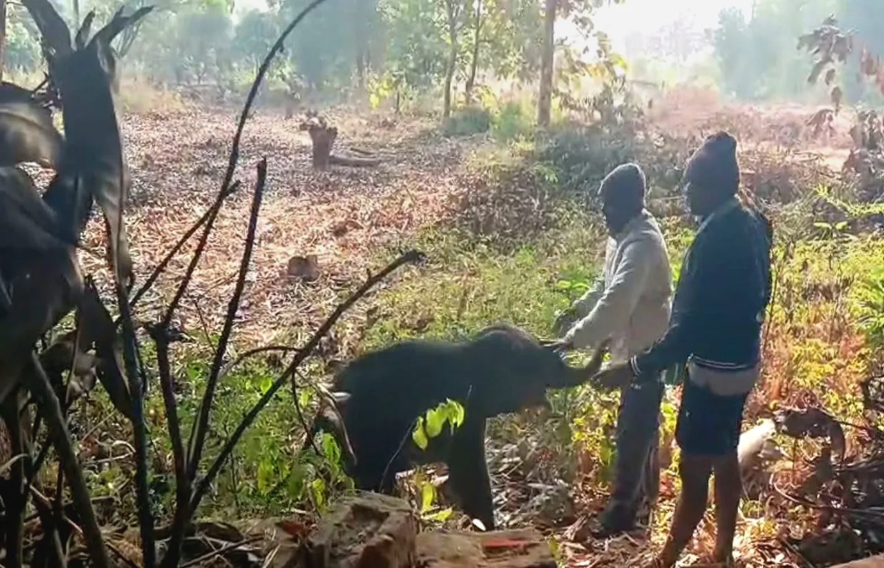 Elephant calf trapped in fishing net rescued and reunited with mother in Odisha forest