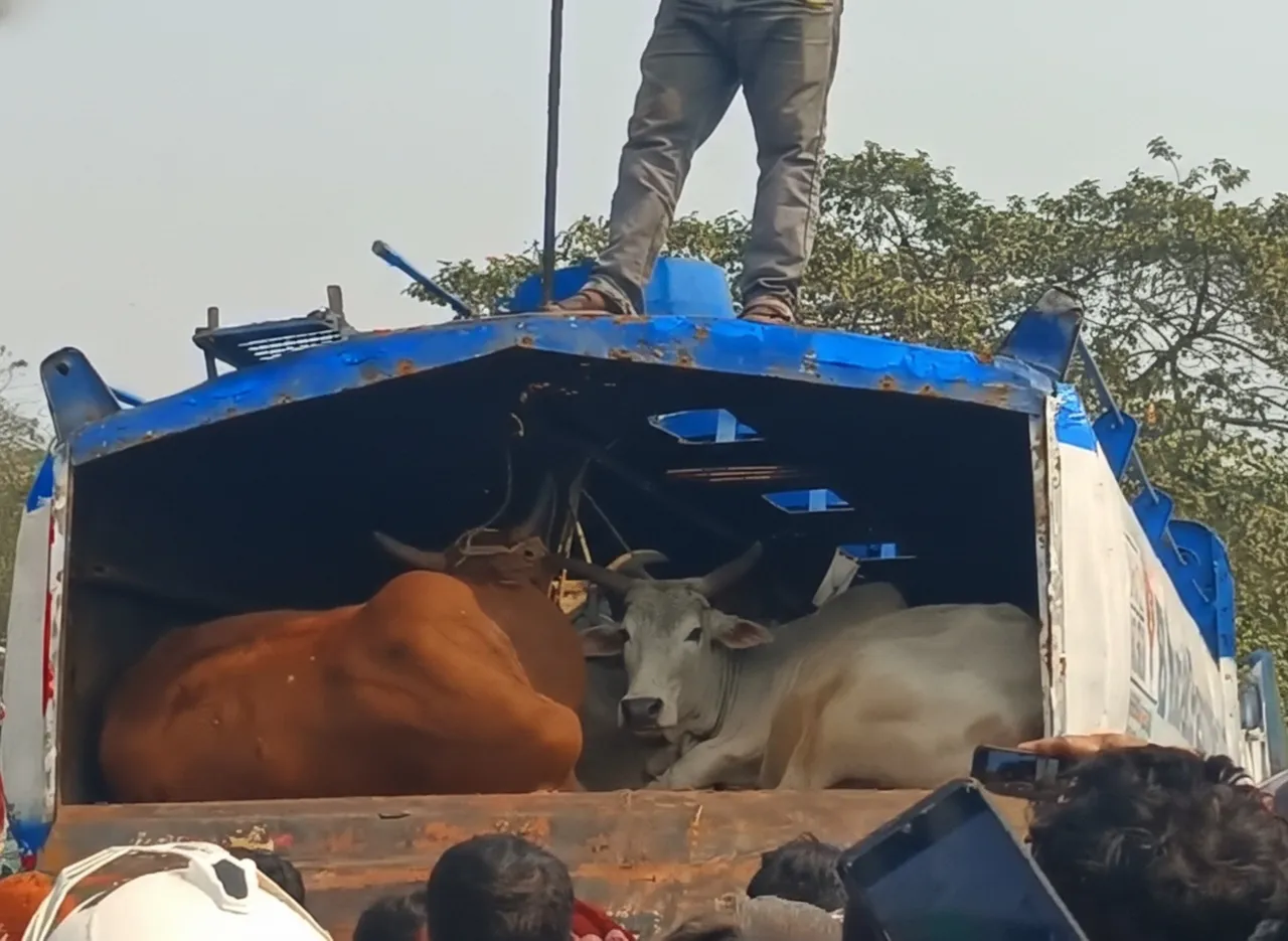 Oil tanker used for cattle smuggling intercepted in Bhadrak, investigation underway