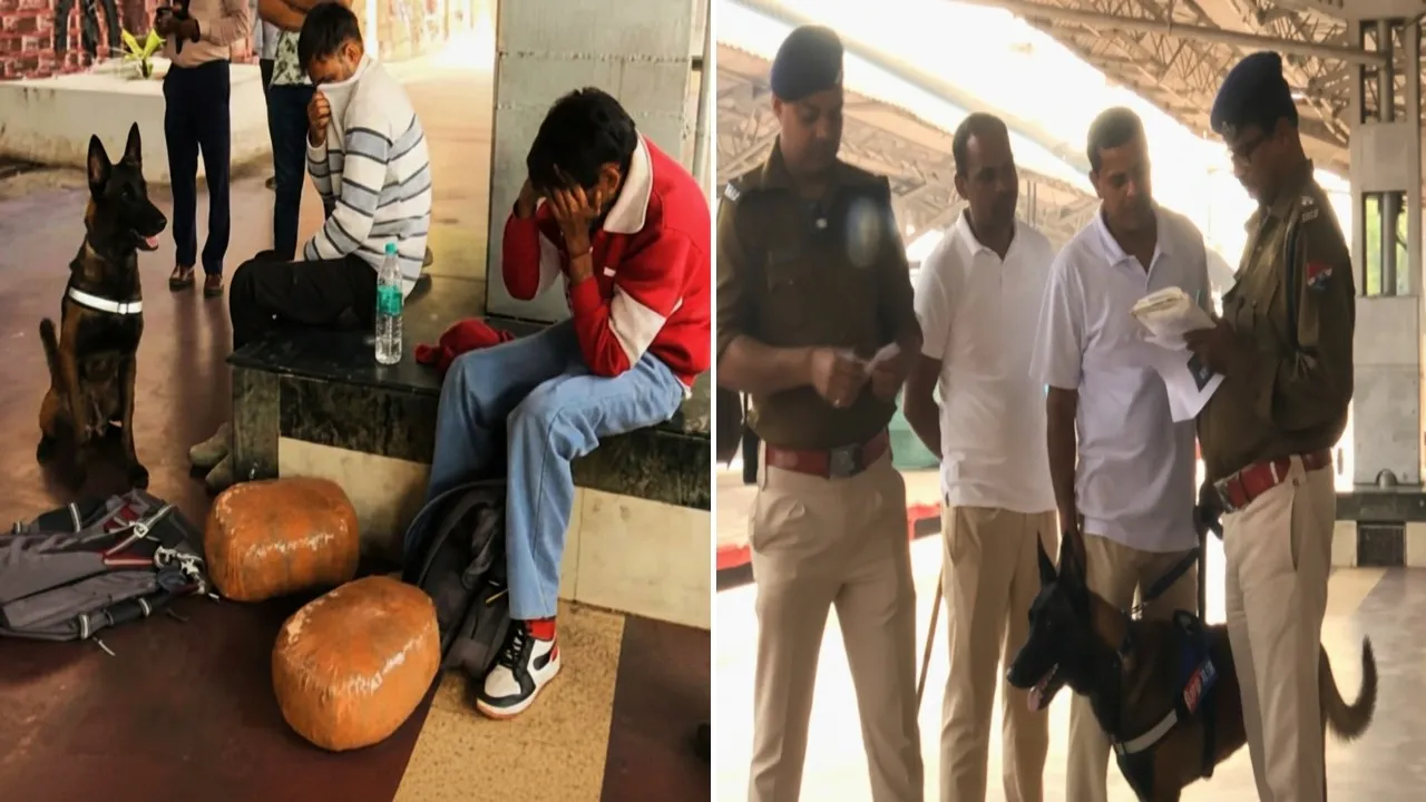 Ganja peddlers nabbed in Bhubaneswar