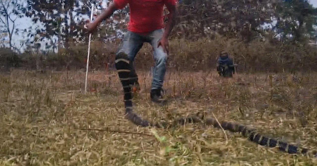 10-foot-long King Cobra rescued from house in Odisha’s Baripada