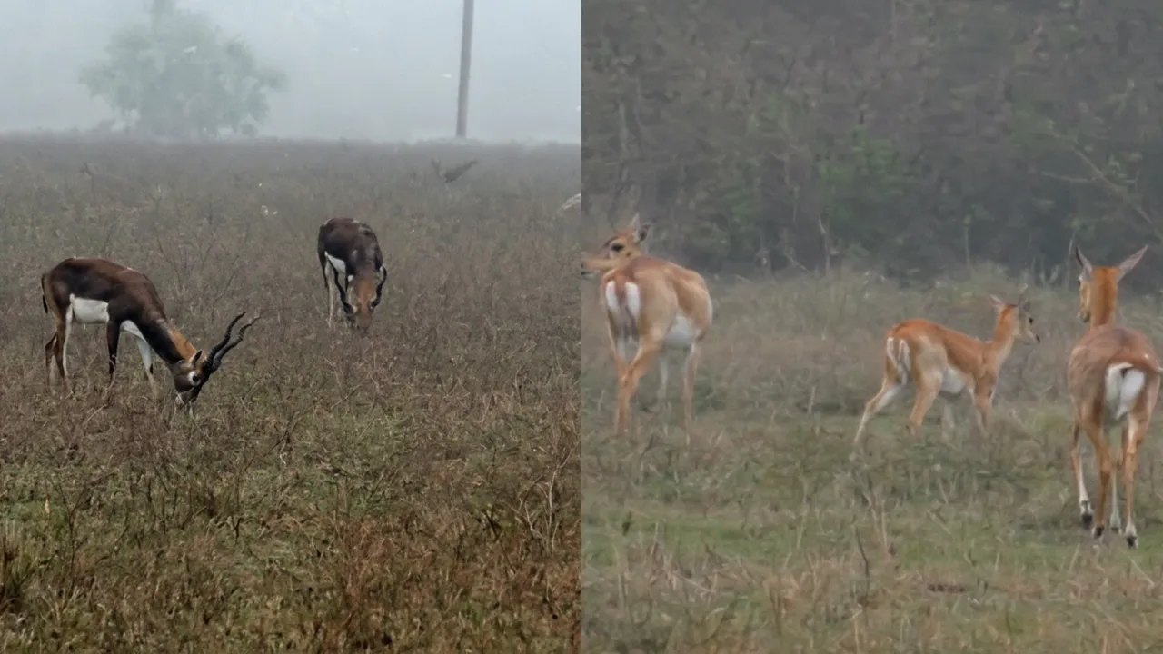 Blackbuck census begins in Asika forest range of Odisha's Ganjam