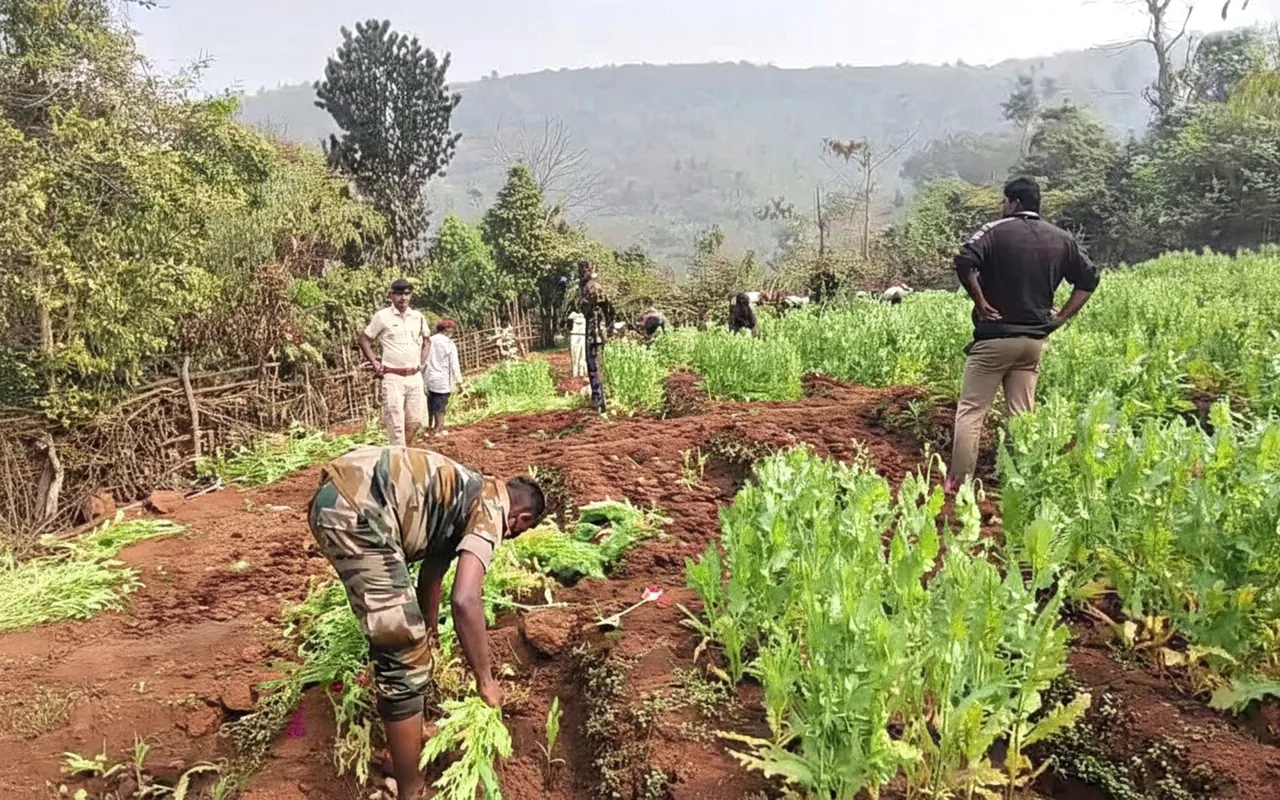 Odisha Police destroy over 2 acres of illegal Ganja cultivation