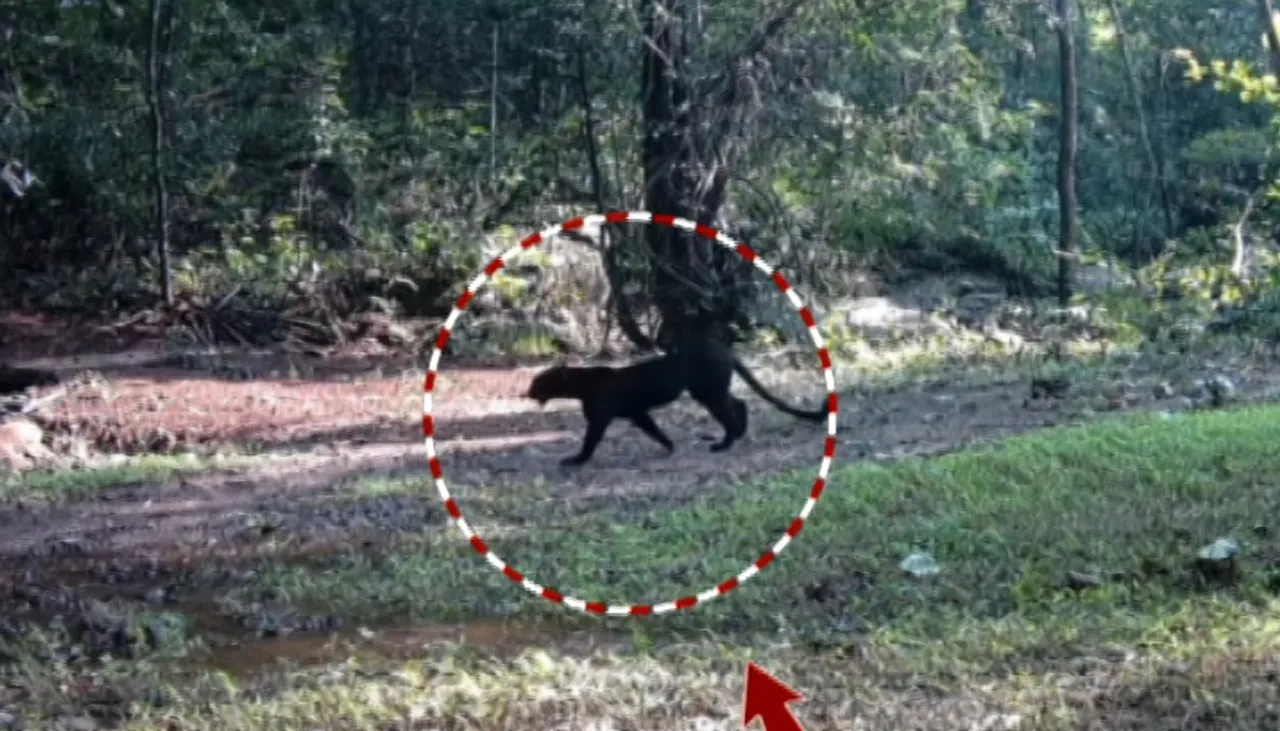 Melanistic leopards thrive in Nayagarh forests