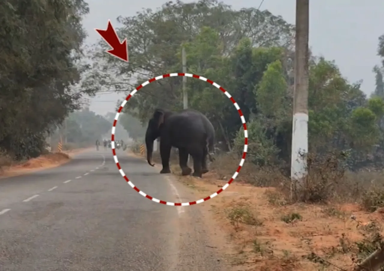 Female elephant stranded in Odisha, traffic disrupted for hours