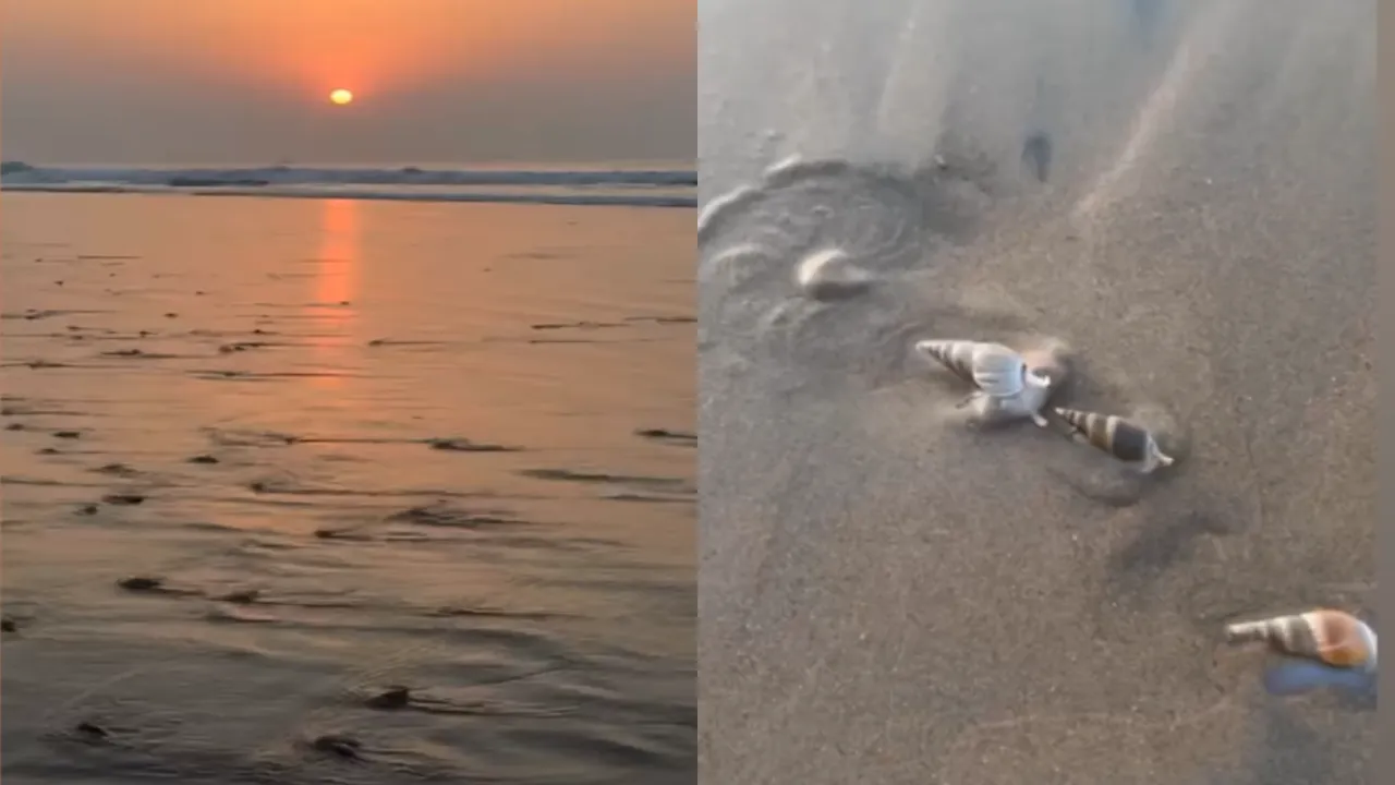 Thousands of live sea snails spotted along Puri seashore, leaving tourists amazed