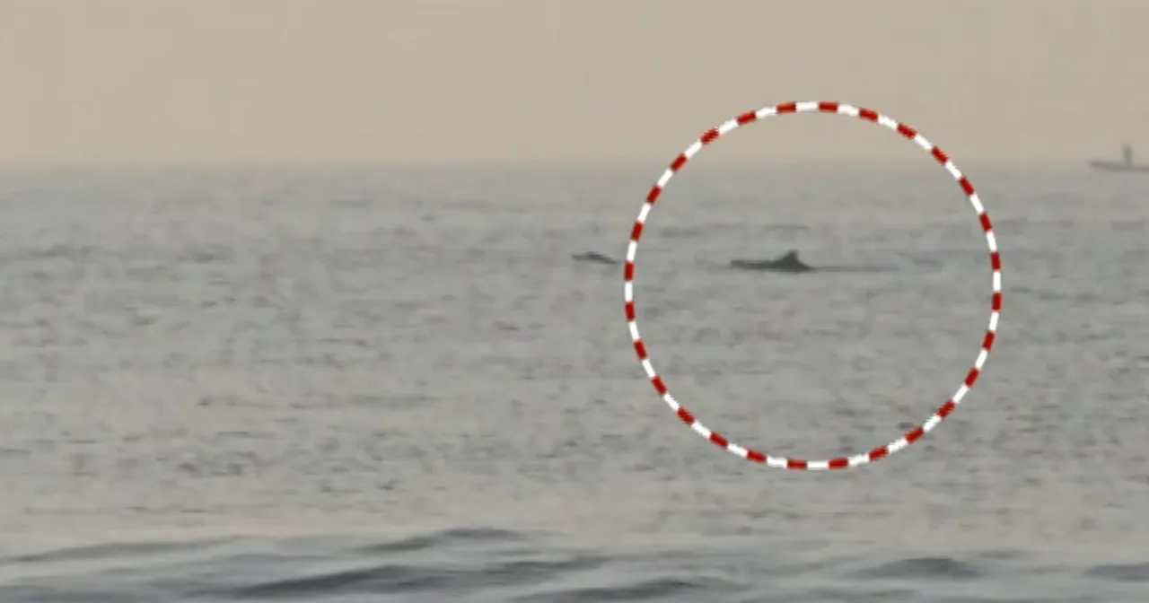Dolphins spotted off Puri coast day after sea snail phenomenon; tourists left curious