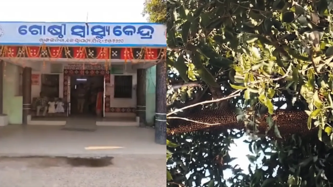 Bee swarm attack claims one life, leaves six injured in Odisha’s Kendrapara