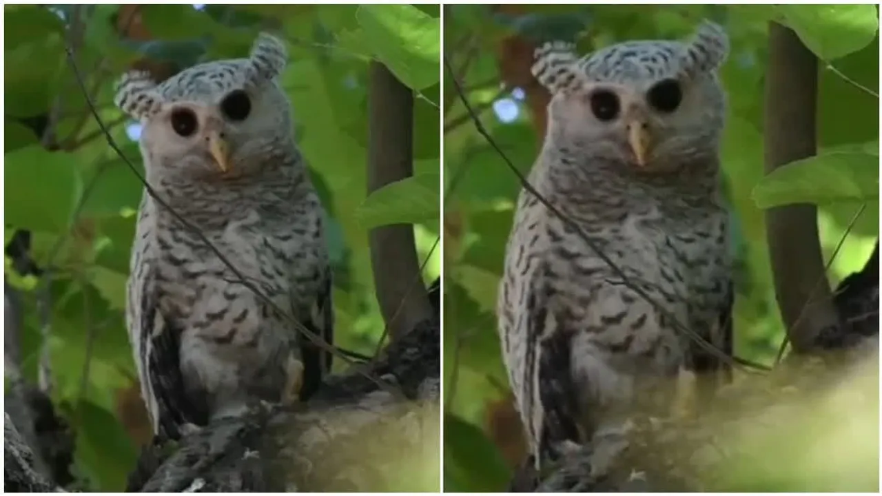 Rare spot-bellied eagle-owl