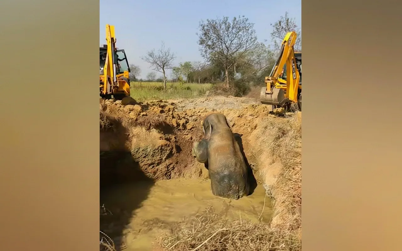 Two-hour rescue operation saves elephant trapped i