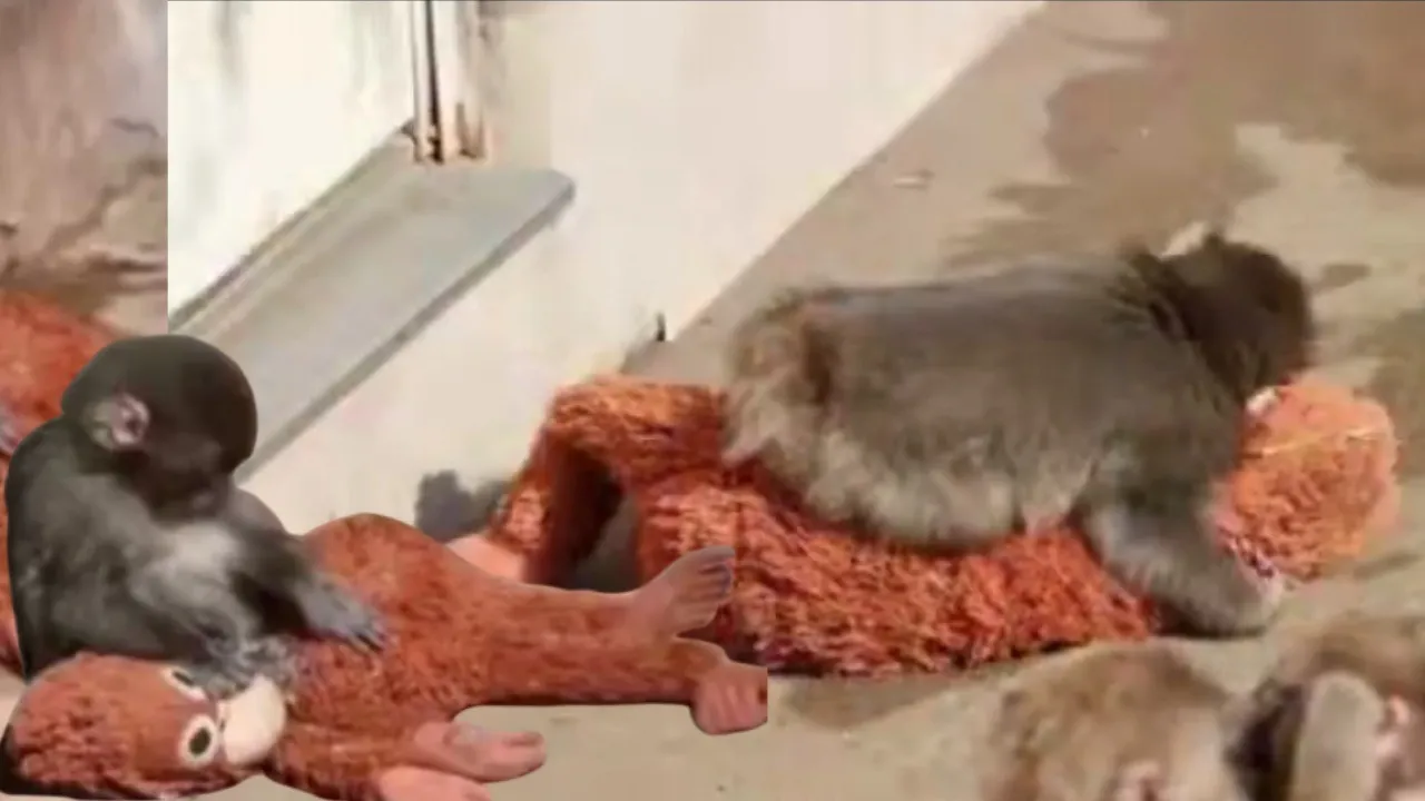 Rejected at birth, baby macaque Punch becomes internet darling after emotional videos go viral, watch