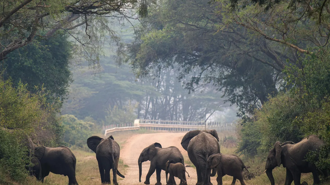 Elephant herd rescues calf after it falls into canal in Keonjhar village