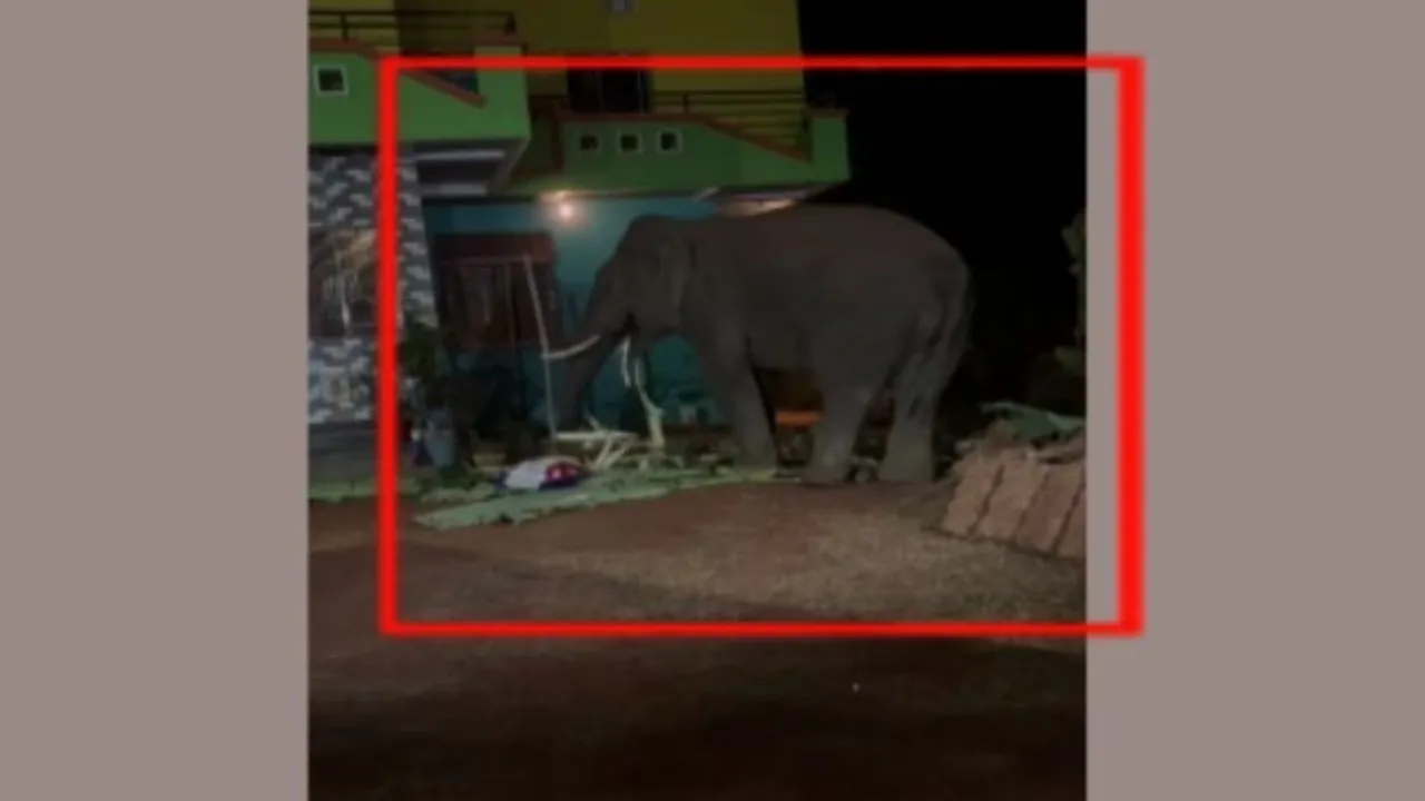 Tusker roams in Dhenkanal