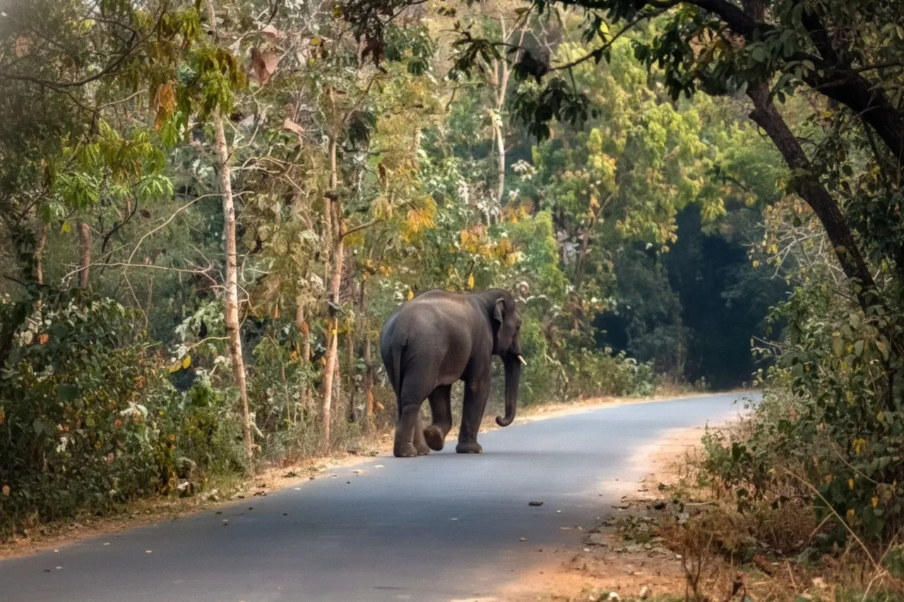 Two killed in elephant attack in Ganjam’s Digapahandi