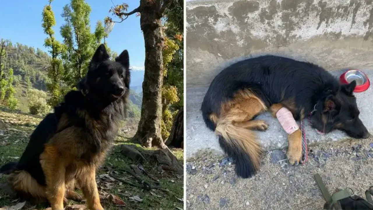 Indian Army dog Tyson braves bullet to help troops eliminate three terrorists in J&K operation