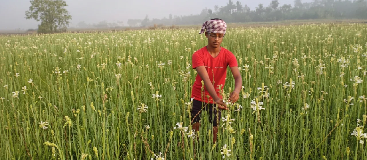 Rajanigandha farming transforms Odisha village into floriculture hub